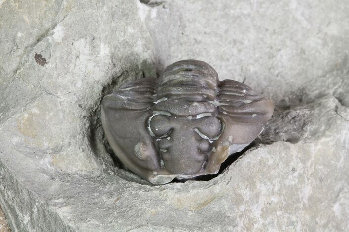 Wide, Enrolled Flexicalymene Trilobite In Shale - Ohio #67655